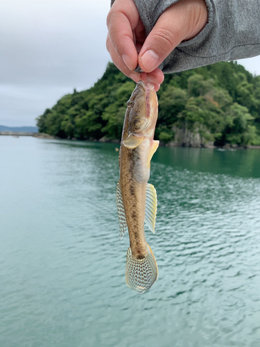 マハゼの釣果