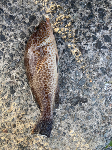 オオモンハタの釣果