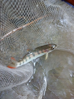 アマゴの釣果