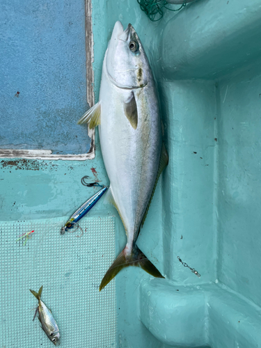 ハマチの釣果