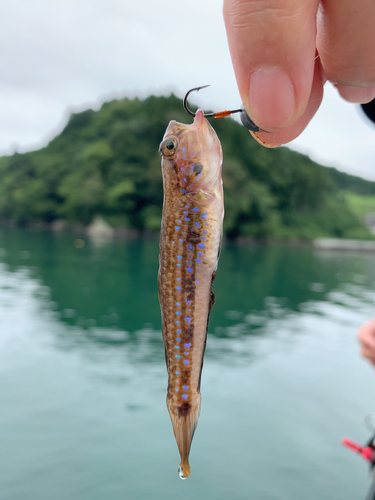 モヨウハゼの釣果