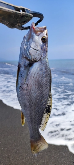 オオニベの釣果