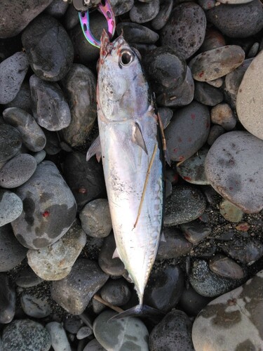 マルソウダの釣果