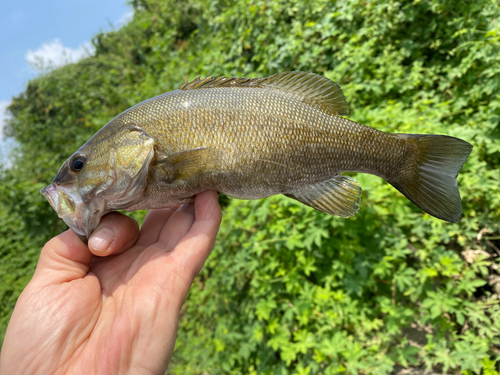 スモールマウスバスの釣果