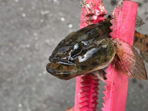 ウロハゼの釣果