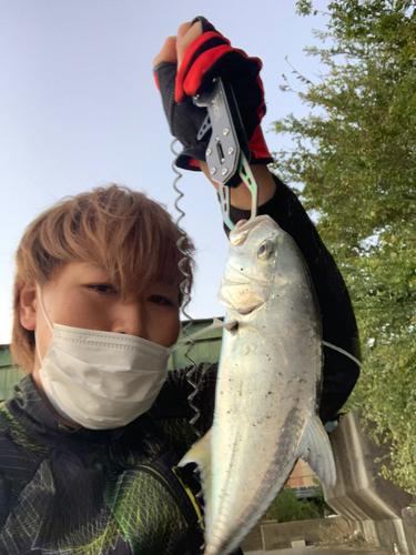 メッキの釣果