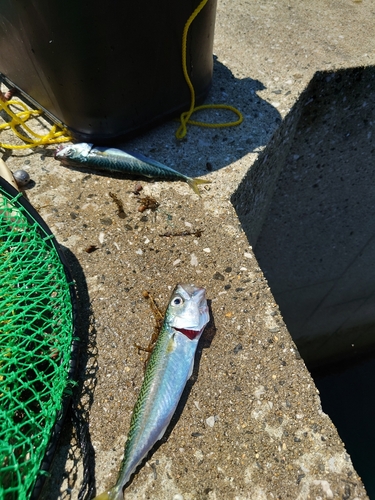 サバの釣果