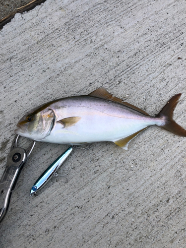 ショゴの釣果