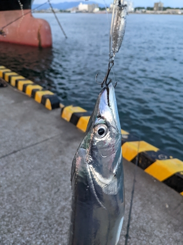 タチウオの釣果