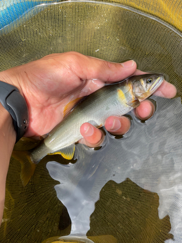 アユの釣果