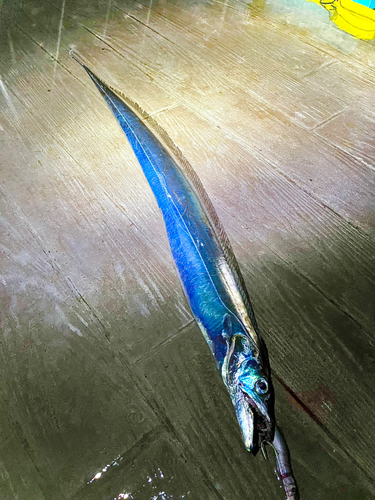 タチウオの釣果