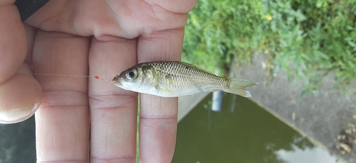 フナの釣果