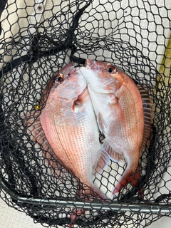 マダイの釣果
