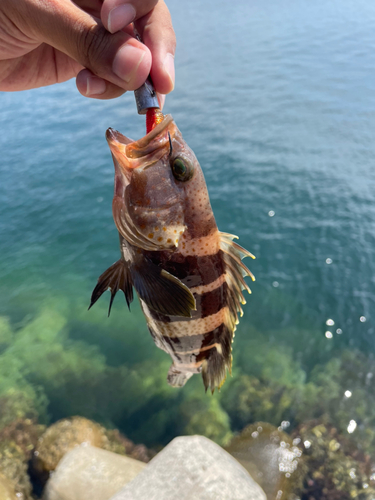 アオハタの釣果