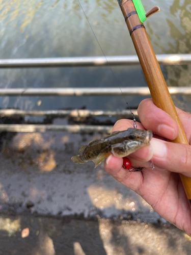 マハゼの釣果