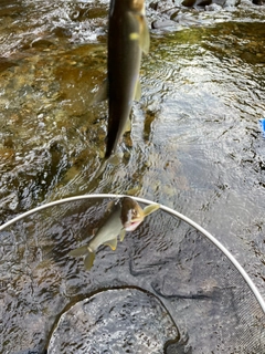 アユの釣果