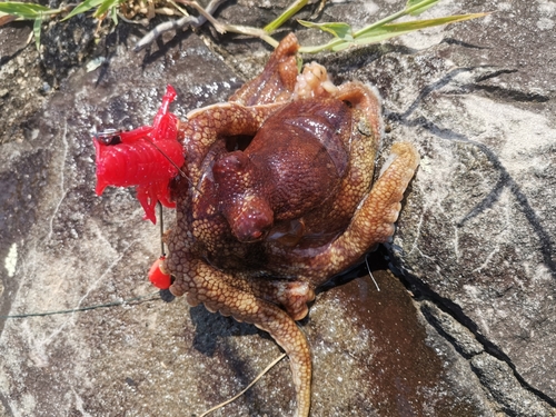 タコの釣果