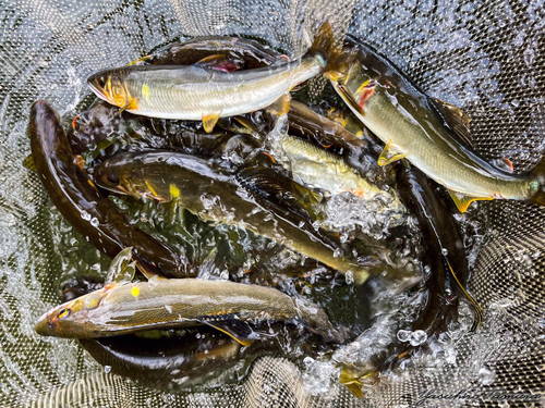 アユの釣果