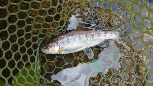 アマゴの釣果