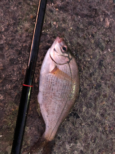 ウミタナゴの釣果