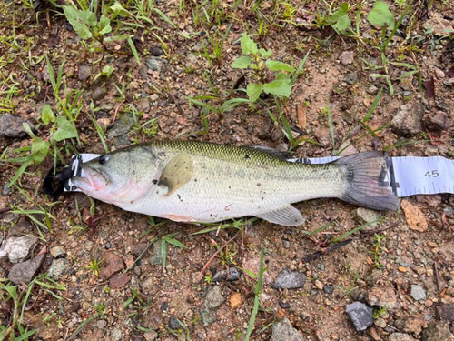 ブラックバスの釣果