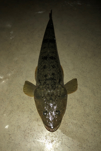 マゴチの釣果