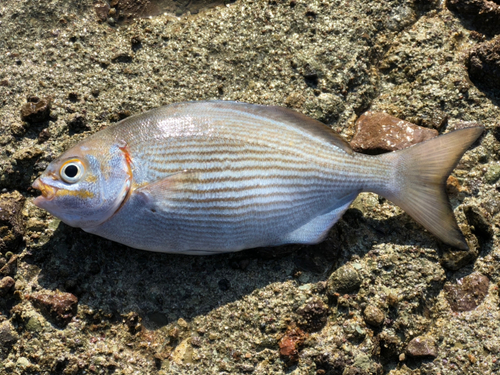 イスズミの釣果