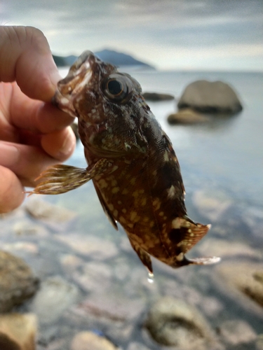 ガシラの釣果