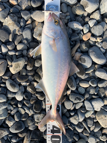 ショゴの釣果