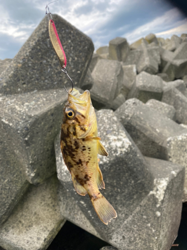 クロソイの釣果