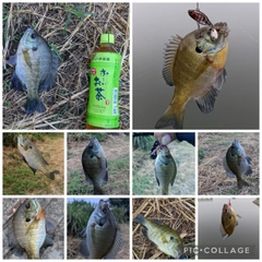 ブルーギルの釣果