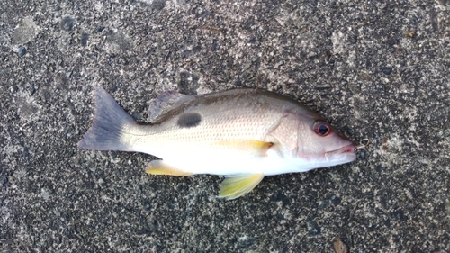 クロホシフエダイの釣果