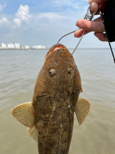 マゴチの釣果