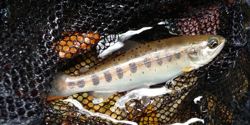 アマゴの釣果