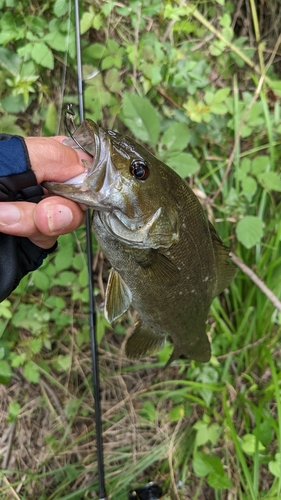 スモールマウスバスの釣果