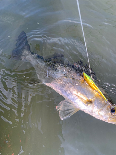 シーバスの釣果