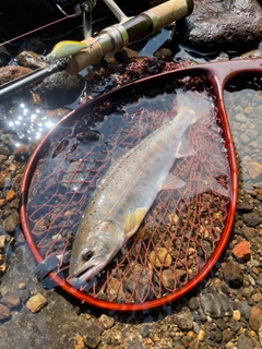 アマゴの釣果