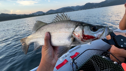 ヒラスズキの釣果