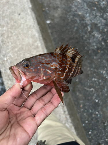 アコウの釣果