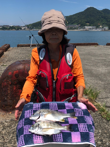 キビレの釣果