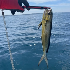 シイラの釣果