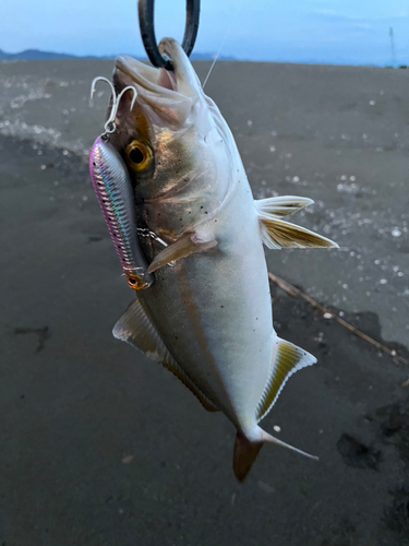 シオの釣果