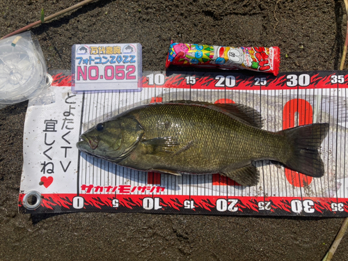 スモールマウスバスの釣果