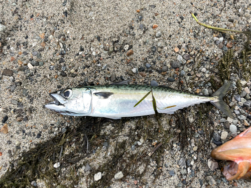 サバの釣果