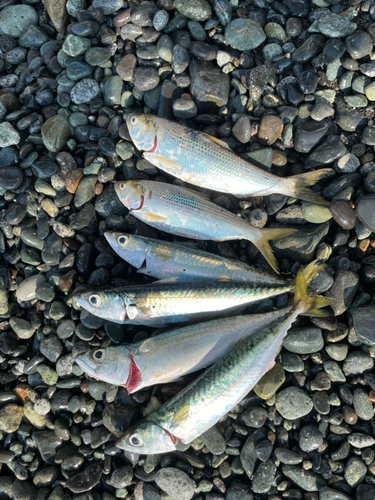 マサバの釣果