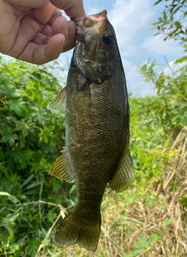 スモールマウスバスの釣果