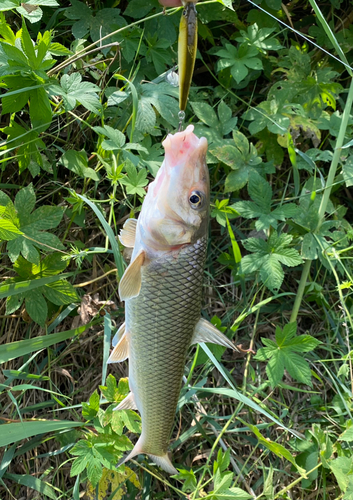 ニゴイの釣果