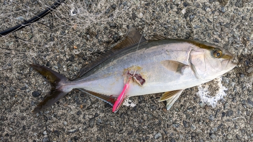 ショゴの釣果