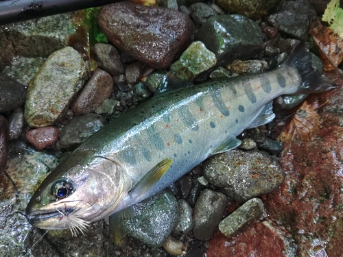 アマゴの釣果