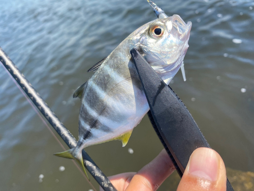 メッキの釣果